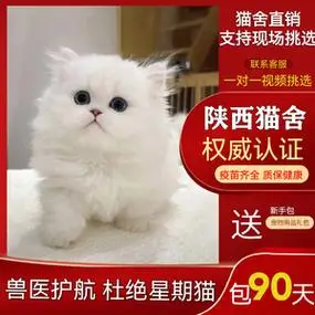纯种金吉拉幼猫金吉拉猫曼基康矮脚短腿纯白拿破仑长毛小猫咪活物
