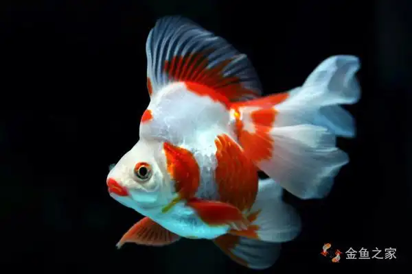 中日混血的文种金鱼琉金