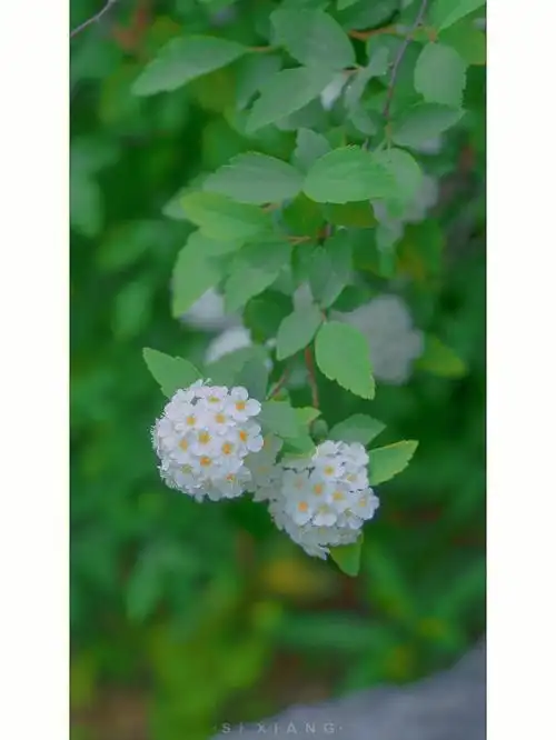 中华绣线菊  #索尼a7m3  #摄影日常  #我与花花日常  #蔷薇科  #花