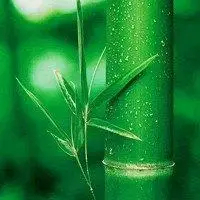 唯美头像竹子头像唯美