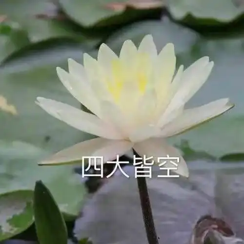 有什么能让爸妈满意的微信头像