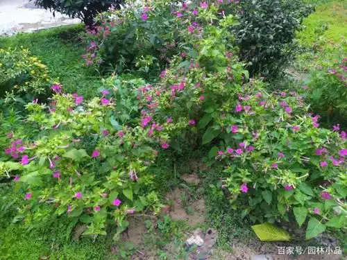 种子好象地雷形状的紫茉莉