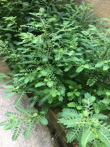 盆栽龙珠草野生天然叶下珠全草现采现发夜合草下火茶新鲜假油柑