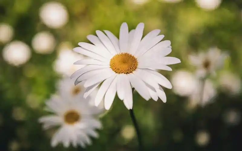 清新淡雅小雏菊花卉桌面壁纸