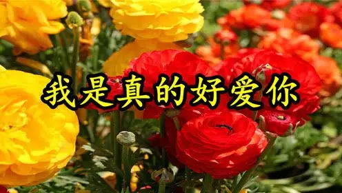 情歌mv我是真的好爱你许多心里话想要对你说