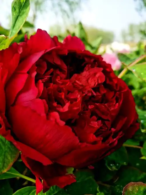 含苞欲放的红牡丹漂亮吗