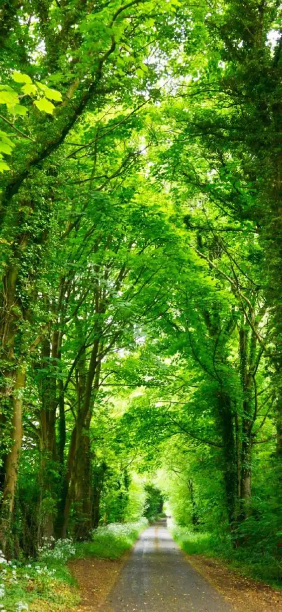 春天 绿色护眼壁纸