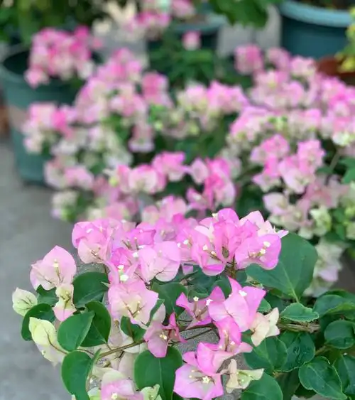 三角梅之绿叶樱花