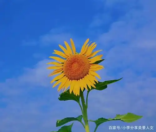 原创:分享一组向日葵照片!希望大家保持积极向上心态