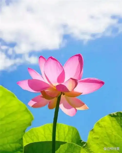 荷花照片拍出仙气,摄影口诀很容易,手机拍照也高级