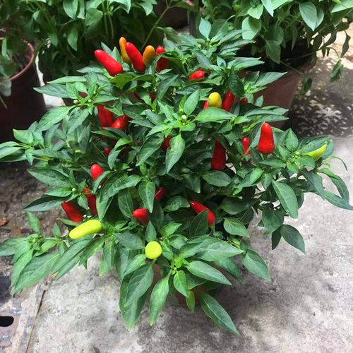 辣椒盆栽食用朝天椒指天小米椒彩椒带果植物阳台绿植