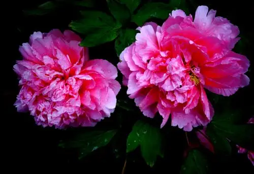 富贵吉祥牡丹花