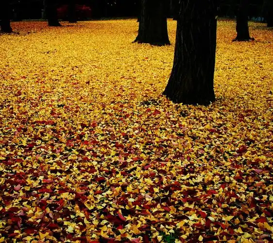 壁纸头像【960x854】落叶