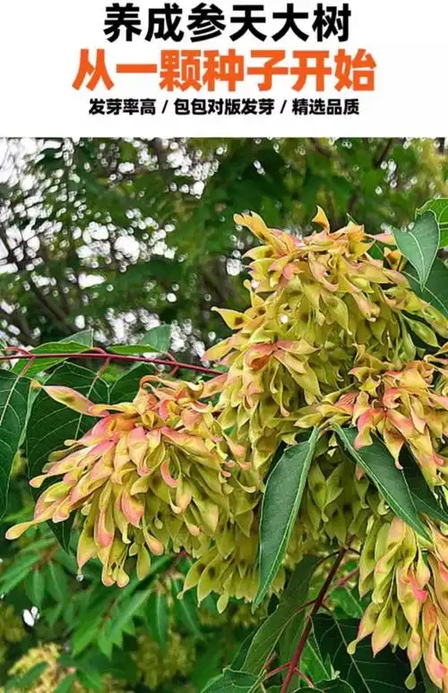 种类春季开花季节多年生植物生长属性00005货号简单难易程度鲜思雁品