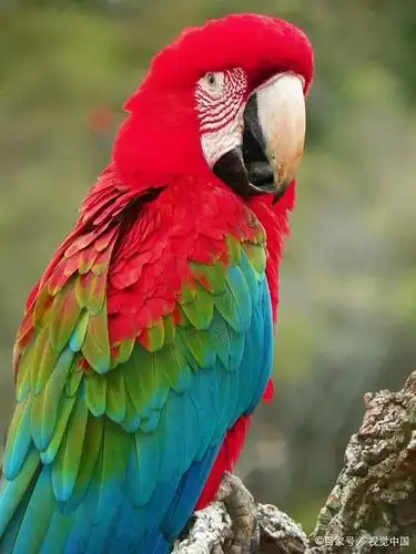 绿翅金刚鹦鹉应该怎么养,这几点你必须要知道!