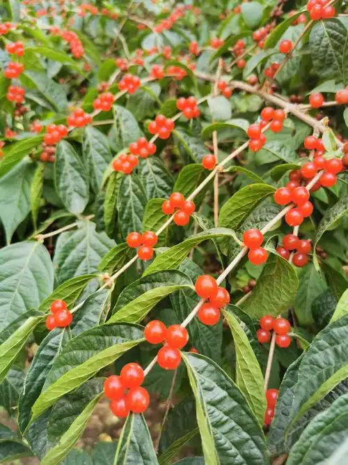 这是金银木的果实,红透透的,让人忍不住想咬一口