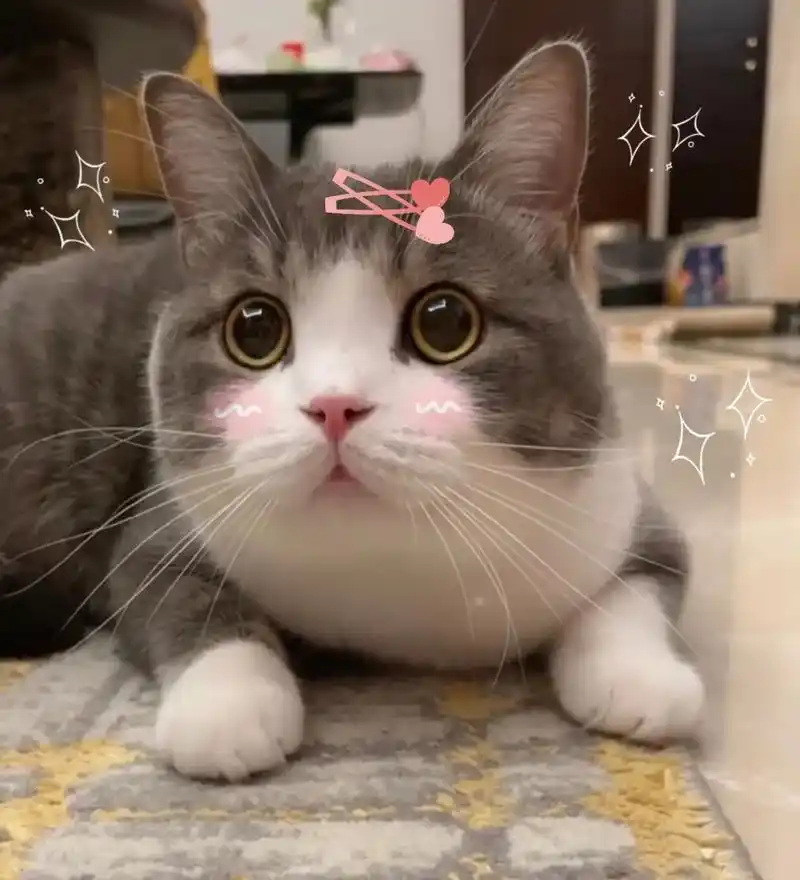 粉丝投稿|网红猫咪|猫咪土豆静态表情包 第五弹