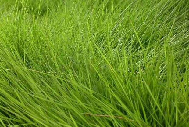 细叶结缕草茎叶纤细且富有弹性,常用于草坪来观赏哦!