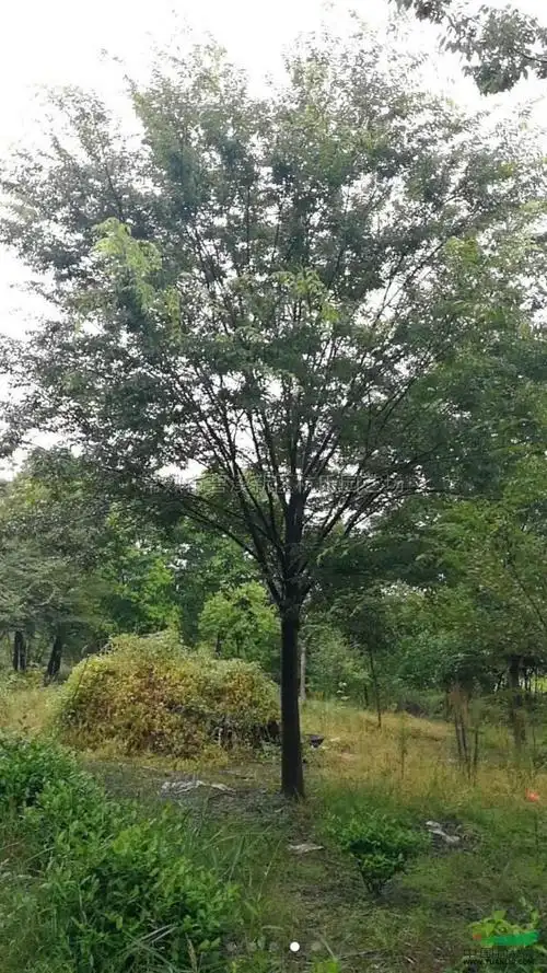 江苏18到20公分榉树7介绍