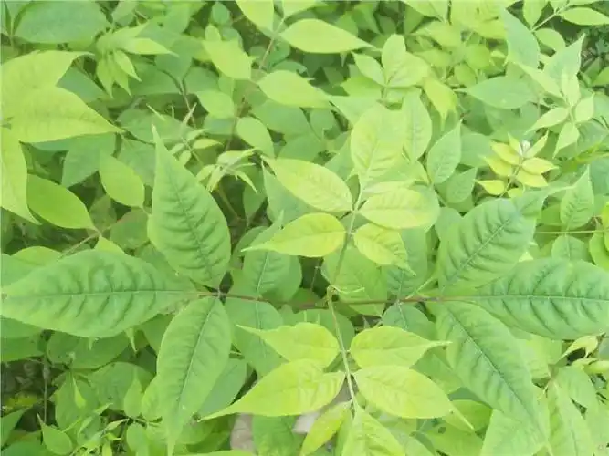 自贡川黄柏苗批发