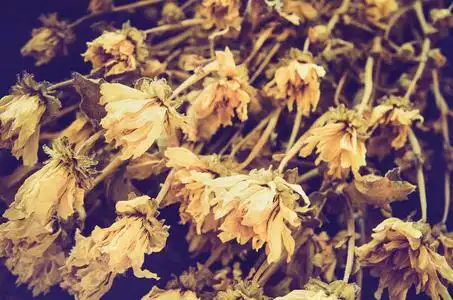 凋谢的玫瑰,木桌上摆着秋天的花瓣和树叶,设计理念是悲伤的情人节浪漫