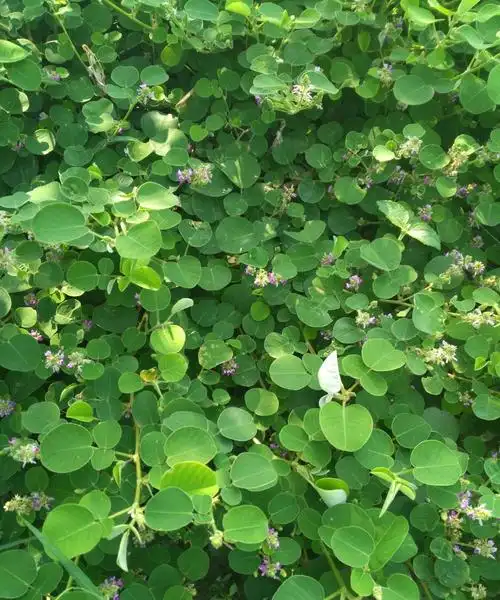 野生金钱草图片-广西野生金钱草图片_农业致富网