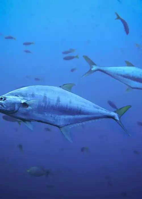 海水温度上升海鱼的汞含量也会上升