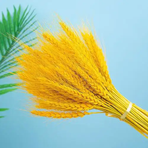 黄金大麦干花天然麦穗麦子花束开业金色插花田园干花花束客厅摆设