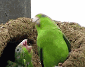 小鸟从树上掉落,千万别救!专家:后果可能很严重