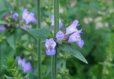 沙参,别名南沙参,泡参,泡沙参,白参,知母,羊乳,羊婆奶,铃儿草,虎须等