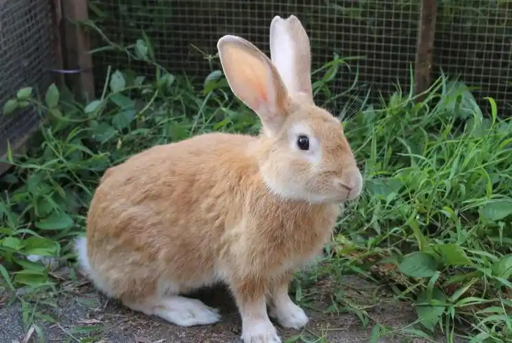 豫丰黄兔(中型兔品种之一)_尚可名片