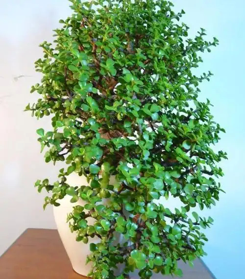 "金枝玉叶"怎么养才开花?