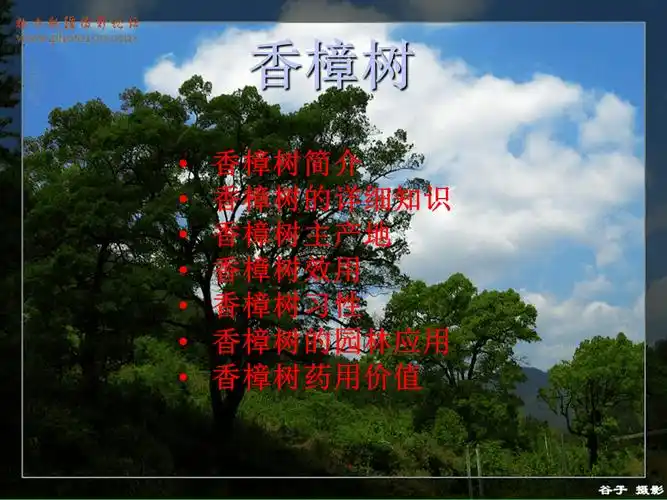 香樟树的详细介绍