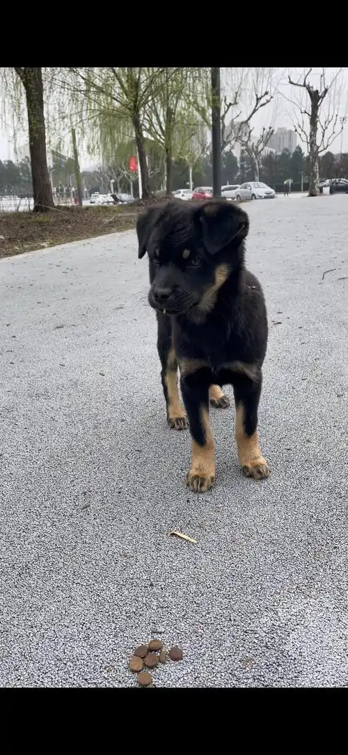 领养求助!上海/苏州 四眼狗狗找领养啦!