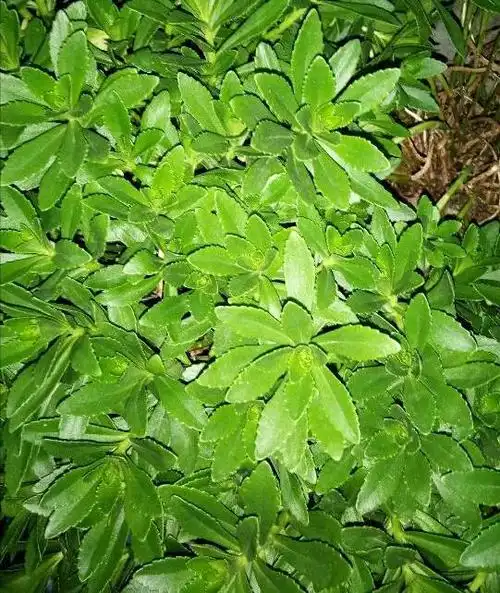 展开全部 土三七