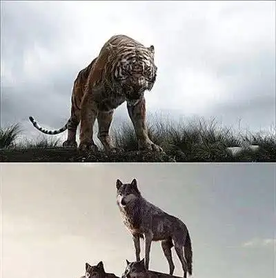 实际上,狼群是非常害怕老虎的,而且怕到了极点各个即便是世界上体型最