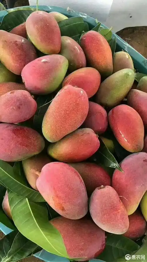 贵妃芒五斤 包邮送到家