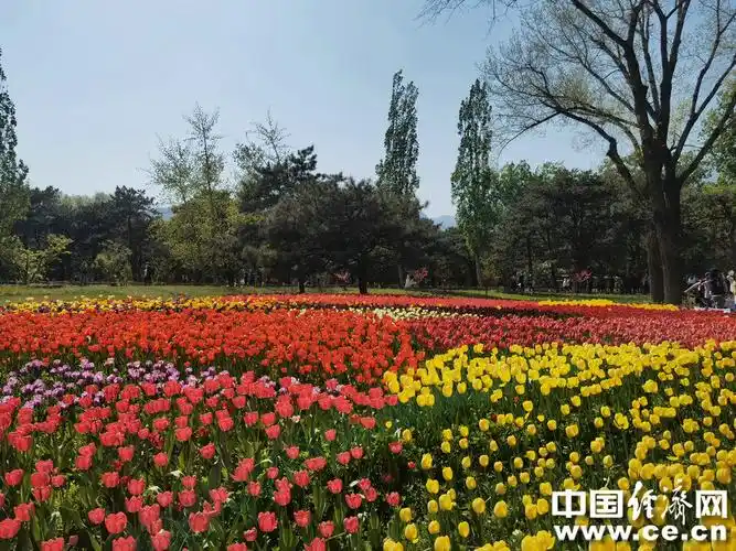 北京植物园100余个品种20余万株郁金香"华丽登场"