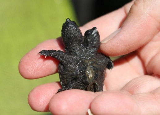 以美国东南部为盛,小鳄又名拟鳄龟,有四个亚种,分别是北美,佛州,南美