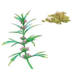 手绘水彩中药药材益母草插画