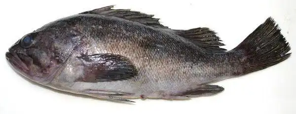 鱼类 下图为   许氏平鮋  sebastes schlegelii  ,俗称 黑鲪,黑头