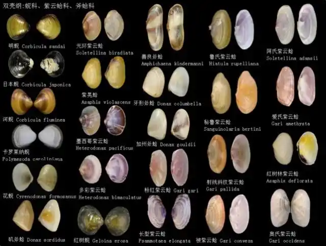 贝壳图鉴 - 美篇