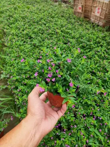 绿化满天星满天星幼苗满天星价格