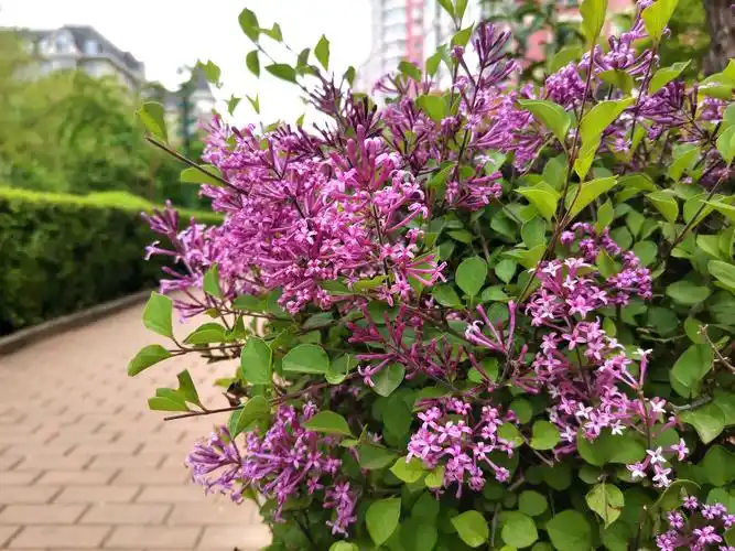 娇美的小叶丁香