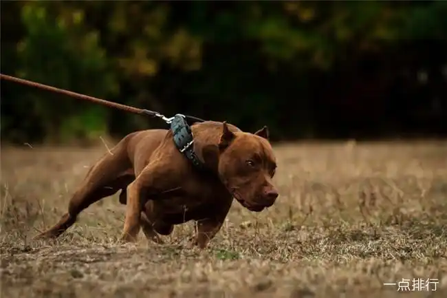 世界上十大最危险的狗 哈士奇也上榜了