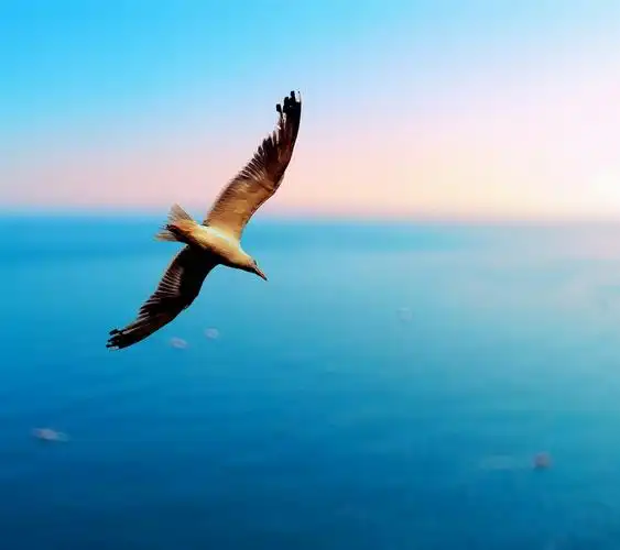 雄鹰在天上展翅飞翔