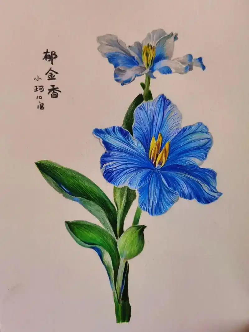 蓝色郁金香#绘画 #彩铅 - 抖音