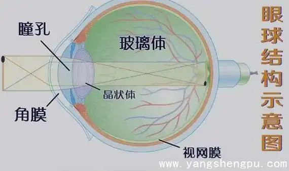 我国近视的发病率