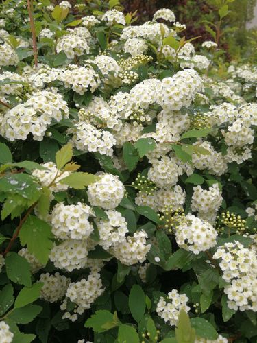 树上一片雪白——中华绣线菊