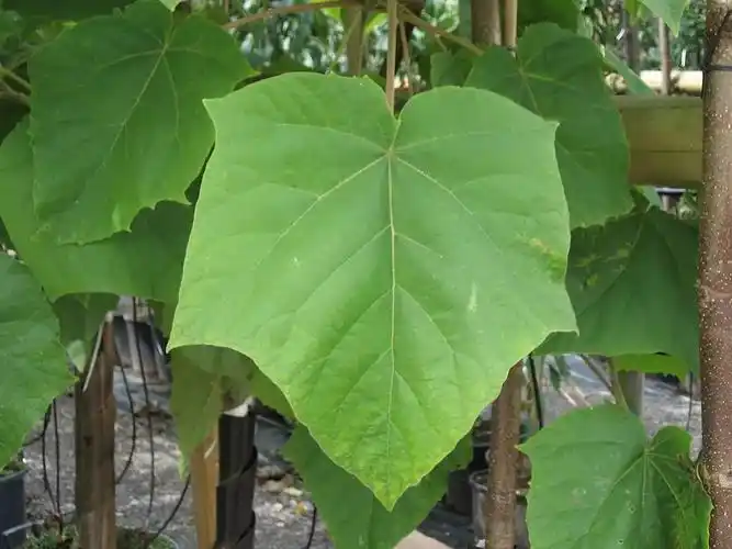 泡桐&白花泡桐★【应用植物图鉴no.398】